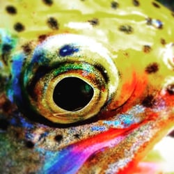 Shenandoah Valley Fly Fishing