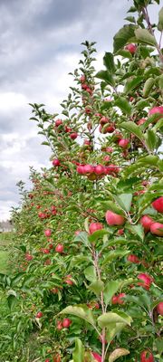 DuBois Farms by null