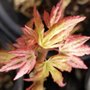 Photo of Maples N More Nursery