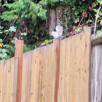 Sunnyside Nursery - Squirrel love the yard and hangs out - Nurseries & Gardening Near Me - Marysville, Washington Sunnyside Nursery - Squirrel love the yard and hangs out - Nurseries & Gardening Near Me - Marysville, Washington