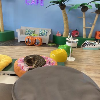 Cattyshack Cat Cafe - Inside play area catty shack - Themed Cafes Near Me - Fort Myers, Florida Cattyshack Cat Cafe - Inside play area catty shack - Themed Cafes Near Me - Fort Myers, Florida