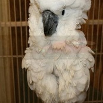 Adventures In Birds - Photo from site - Bird Shops Near Me - Houston, Texas Adventures In Birds - Photo from site - Bird Shops Near Me - Houston, Texas