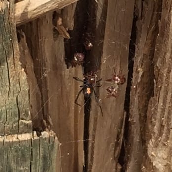 Cameron Park - Cool spider. Awesome name too. I bet she is mean. - Parks Near Me - Waco, Texas