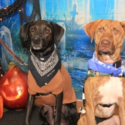 Sampson Smiles Pet Care