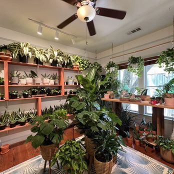 Oasis Plant Shop - Beautiful Plants! (08/31/24) - Nurseries & Gardening Near Me - Dallas, Texas