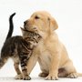Photo of Veterinary Hospital Associates
