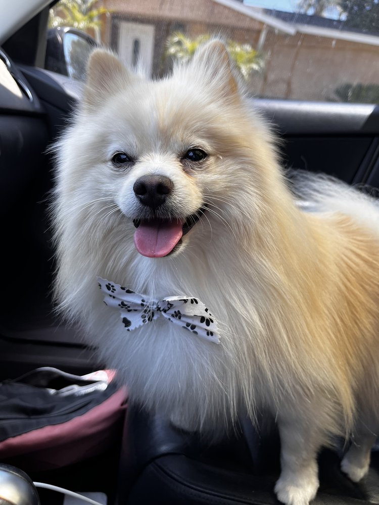 HAPPINESS GROOMING Updated September 2024 70 Photos & 54 Reviews