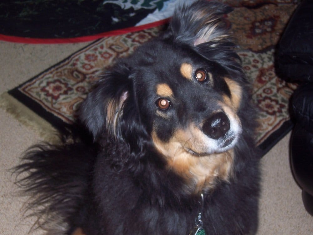 SENTRY PET SITTING Naperville, Illinois Dog Walkers Phone Number