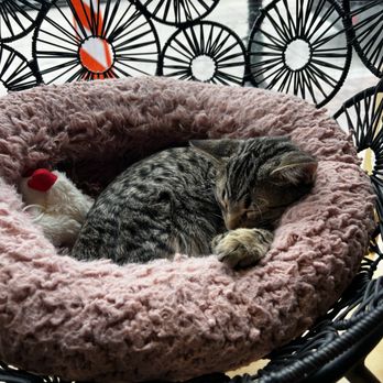 Denver Cat Company - Coffee & Tea Near Me - Denver, Colorado