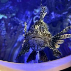 St. Louis Aquarium at Union Station