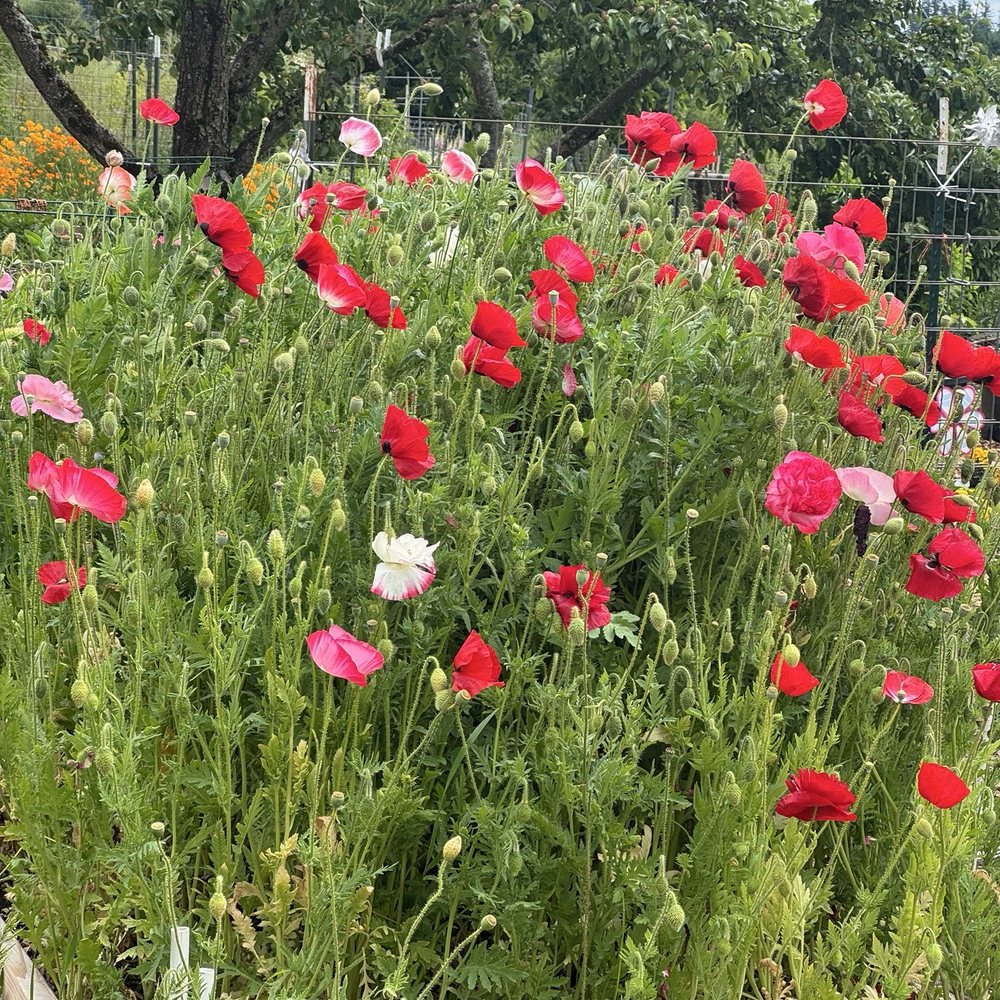 Rogerson Clematis Garden - Poppies - Botanical Gardens Near Me - West Linn, Oregon
