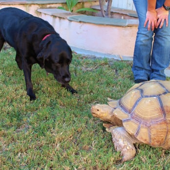 Cool Critters - Molly wanted to say HI to the giant tortoise - Sewing & Alterations Near Me Cool Critters - Molly wanted to say HI to the giant tortoise - Sewing & Alterations Near Me