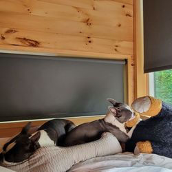 Enjoying the bed