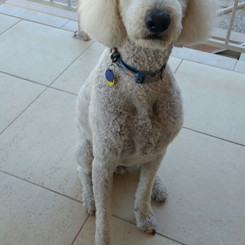 Lone Mountain Pet Grooming - Pet Groomers Near Me - Cave Creek, Arizona