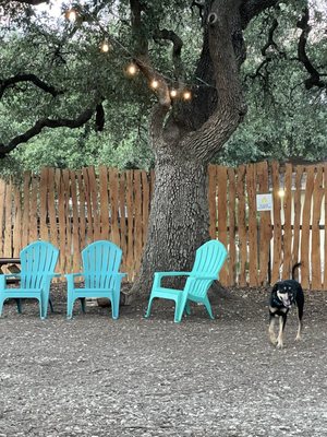 The Watering Bowl by null