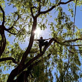 Roots Up Tree Service - Tree Services Near Me - Post Falls, Idaho Roots Up Tree Service - Tree Services Near Me - Post Falls, Idaho