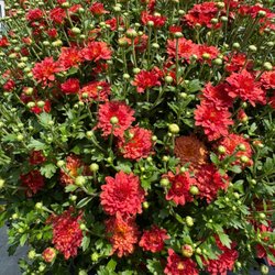 Collier's Nursery - So many beautiful colors of mums in stock.