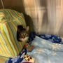Photo of Hartfield Animal Hospital