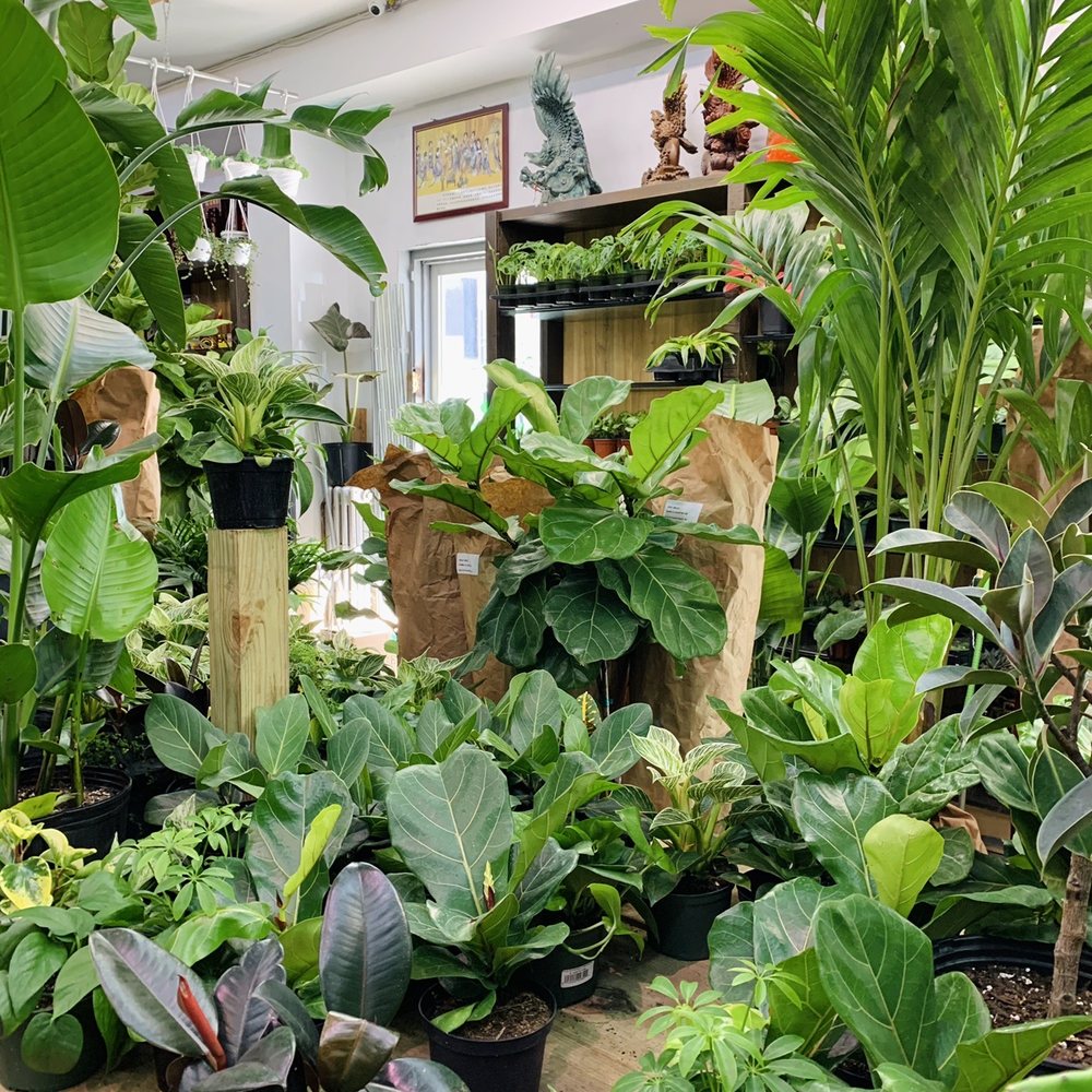 Dahing Plants - Store - Florists Near Me - New York, New York