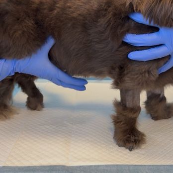 Glendora Hills Pet Hospital - Harley, being assisted by vet and technician, to express his bladder. - Veterinarians Near Me - Glendora, California Glendora Hills Pet Hospital - Harley, being assisted by vet and technician, to express his bladder. - Veterinarians Near Me - Glendora, California