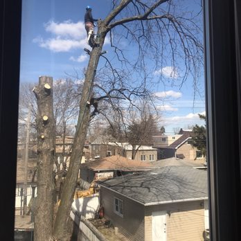 County Tree Service - Tree Services Near Me - Stickney, Illinois