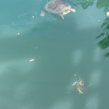 Cedar Lakes Woods and Gardens - Turtle - Botanical Gardens Near Me - Williston, Florida Cedar Lakes Woods and Gardens - Turtle - Botanical Gardens Near Me - Williston, Florida