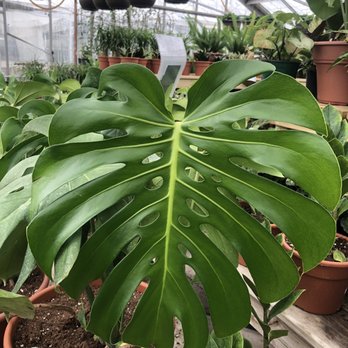 Thompson Bros Greenhouse - Check out that fresh leaf! - General Contractors Near Me - Clarence, New York Thompson Bros Greenhouse - Check out that fresh leaf! - General Contractors Near Me - Clarence, New York