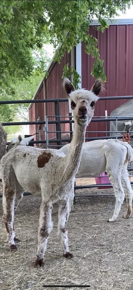 Urban Alpacas