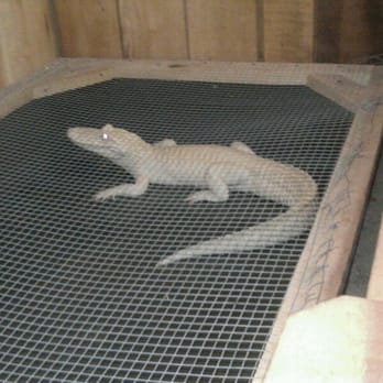 Airboat Adventures - Albino alligator - Boat Tours Near Me - Lafitte, Louisiana