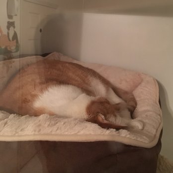 Kountry Kitty Inn - Pet Sitting Near Me - Flemington, West Virginia Kountry Kitty Inn - Pet Sitting Near Me - Flemington, West Virginia