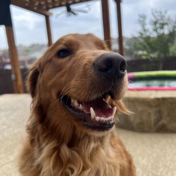 Gold Ribbon Rescue - Allisox - Animal Shelters Near Me Gold Ribbon Rescue - Allisox - Animal Shelters Near Me