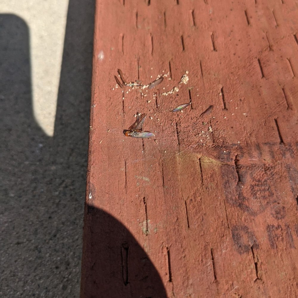 Lowe's - Male termites with wings too. So there was a whole colony in there. Now I have to pay to get my house treated. - Department Stores Near Me - Long Beach, California Lowe's - Male termites with wings too. So there was a whole colony in there. Now I have to pay to get my house treated. - Department Stores Near Me - Long Beach, California