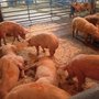 Photo of Mekong Fresh Meat
