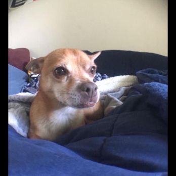 Coronado Veterinary Hospital - Veterinarians Near Me - Coronado, California Coronado Veterinary Hospital - Veterinarians Near Me - Coronado, California