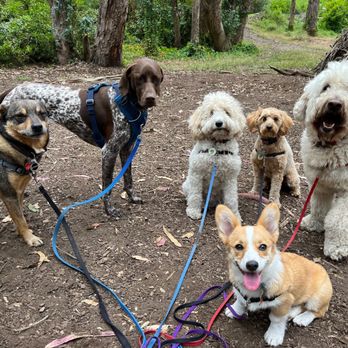 Tailblazers - Dog Walkers Near Me Tailblazers - Dog Walkers Near Me