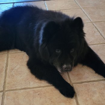 AZ Pet Stylist - Pet Groomers Near Me - Queen Creek, Arizona