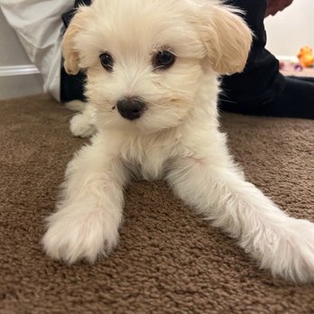 Pampered Pups Salon and Spa - 3 month old Puppy - Pet Groomers Near Me - Petaluma, California