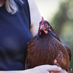 Bear Valley Cottage - eggs are fresh!