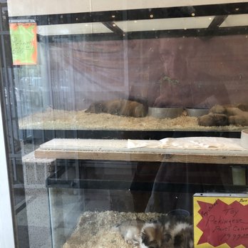 Jack's Pet Center - 2 month old golden retrievers in fish tanks! - Pet Stores Near Me - Great Falls, Montana Jack's Pet Center - 2 month old golden retrievers in fish tanks! - Pet Stores Near Me - Great Falls, Montana