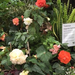 Otari Wilton Bush - Begonias