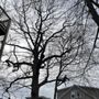 Photo of Green Arbor Tree & Property