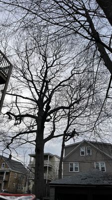 Green Arbor Tree & Property on Yelp