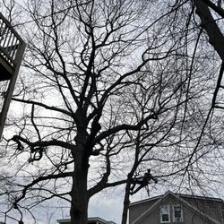 Green Arbor Tree & Property - Urban Arbor