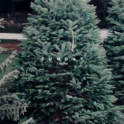 Bambi's Christmas Tree Land - Our Christmas tree - Noble Fir