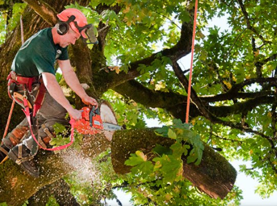 Aerials Tree Service - tree service in Salem, OR