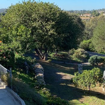 La Costa Tree Service & Maintenance - Brazilian pepper tree - before - Landscaping Near Me La Costa Tree Service & Maintenance - Brazilian pepper tree - before - Landscaping Near Me
