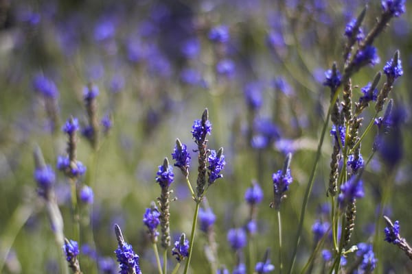 C & S Nursery by null