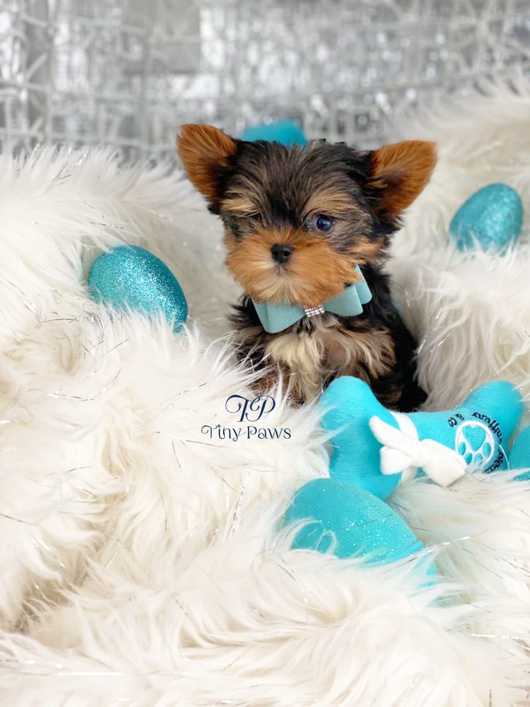 TINY PAWS PUPPY BOUTIQUE 14 Photos 18545 W Dixie Hwy, Aventura
