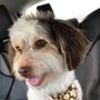 Ruth Ann’s Pet Grooming
