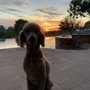 Photo of Animal Specialty Group of Scottsdale